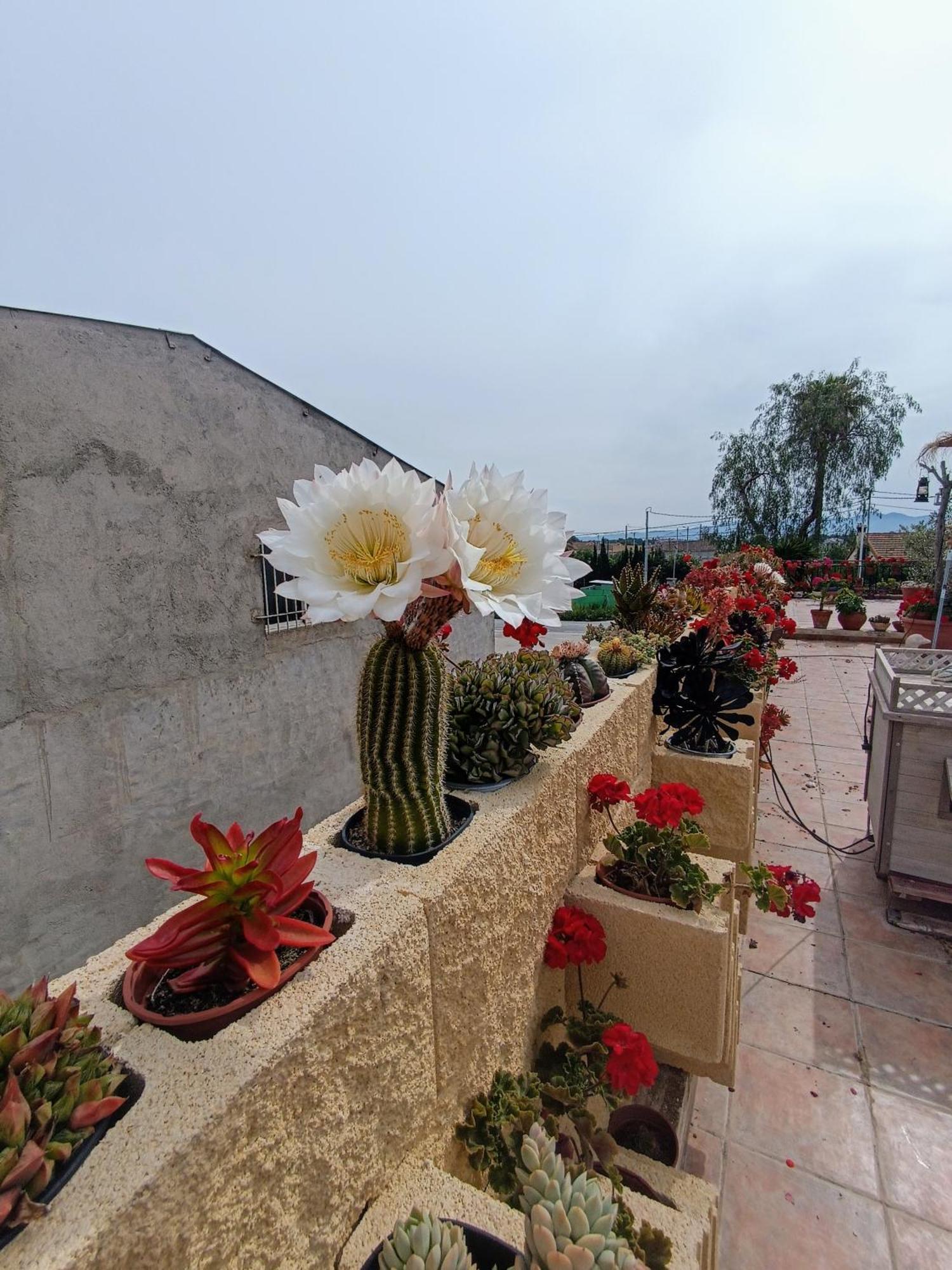 Casa Chalet Venta Ruizo Lorca  Exterior photo